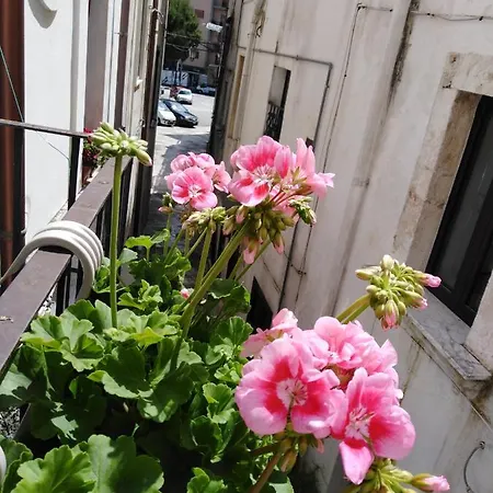 Rosa's House *